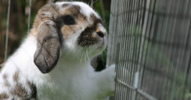 choisir un Cage pour lapin