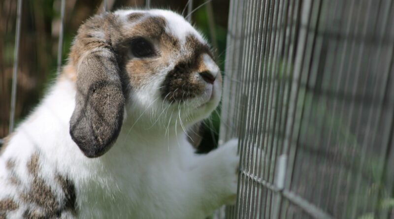 choisir un Cage pour lapin