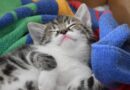 choisir un Couchage pour chat