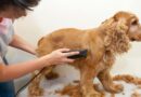 choisir un Tondeuse pour chien