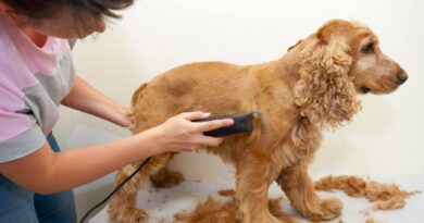 choisir un Tondeuse pour chien