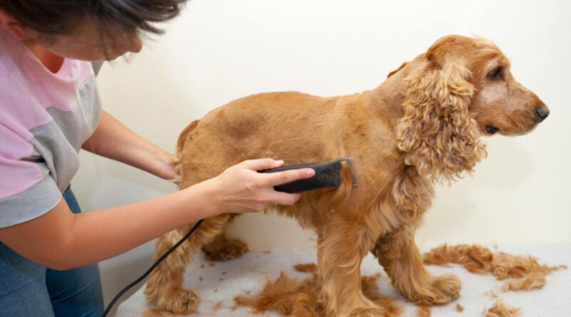 choisir un Tondeuse pour chien