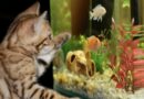 choisir un aquarium