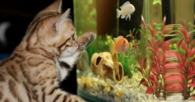 choisir un aquarium