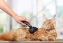 Brosse pour chat : que choisir ?