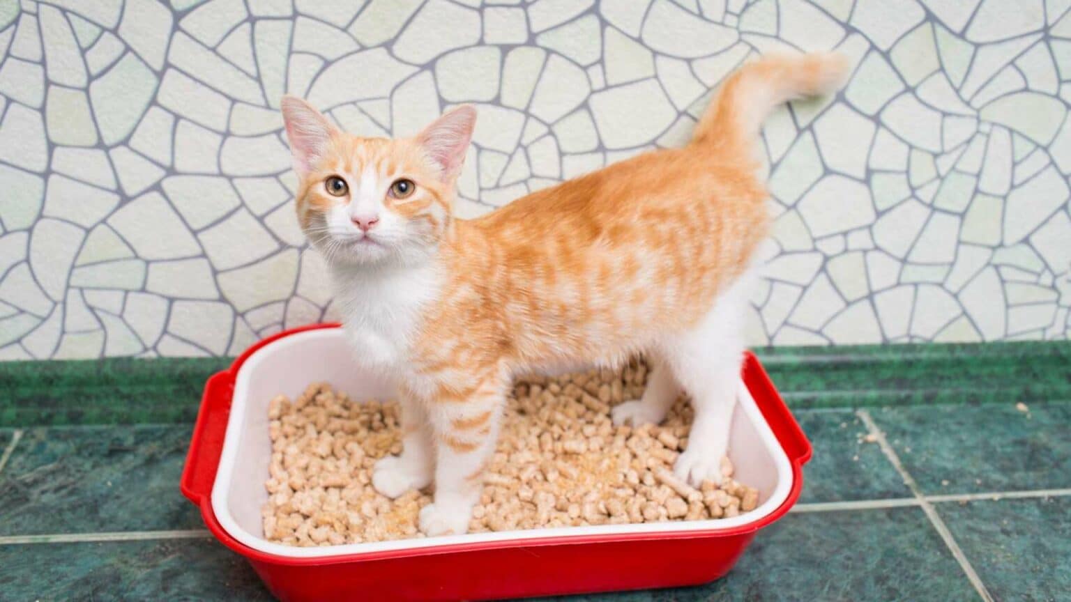 Litière pour chat choix, quand la changer et quel est son prix