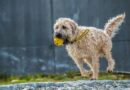 choix d'un Kong pour chien