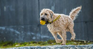 choix d'un Kong pour chien