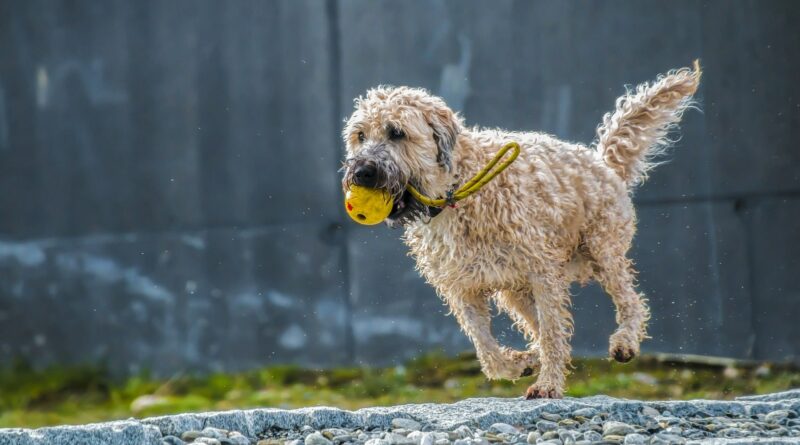 choix d'un Kong pour chien