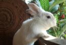 clapier lapin