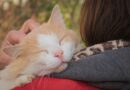 comment Caresser un chat