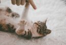 comment Dresser un chat