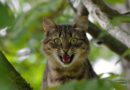 comment punir son chat