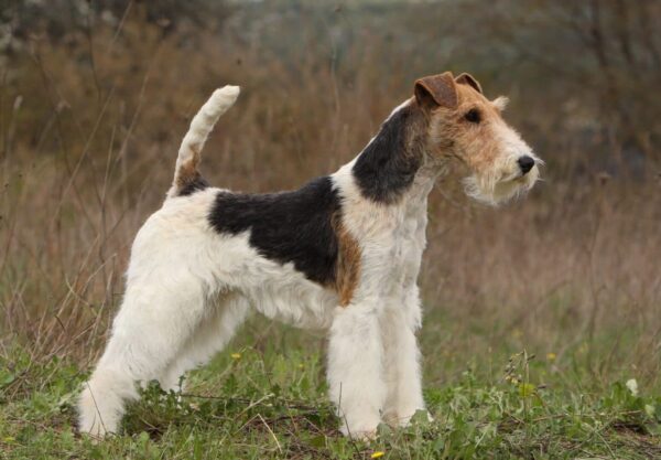 fox terrier