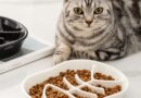 gamelle anti-glouton pour chat