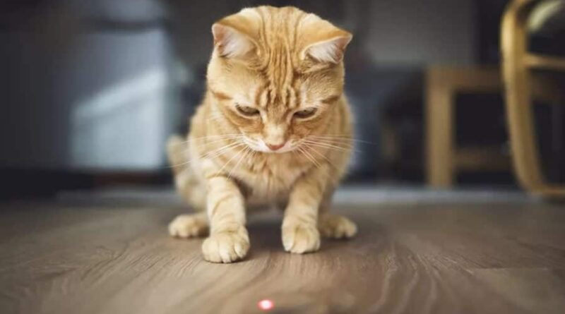jouet Laser pour chat