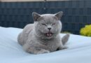 langage du chat