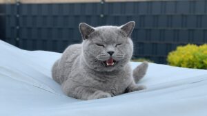 langage du chat
