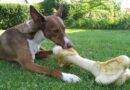 les types de Friandises pour chien