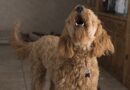 maitriser un Chien qui aboie