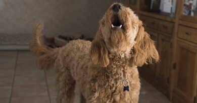 maitriser un Chien qui aboie