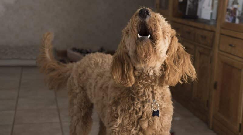 maitriser un Chien qui aboie