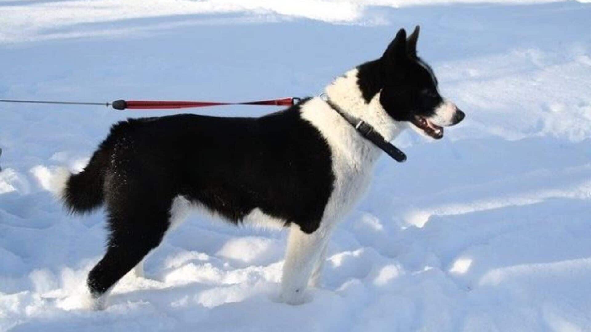 pelage Chien d’ours de Carélie