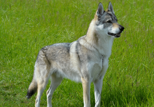 pelage Chien-loup tchèque