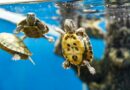 Tortue d’eau : nos astuces pour son bien-être