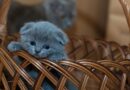 pourquoi Avoir un chat
