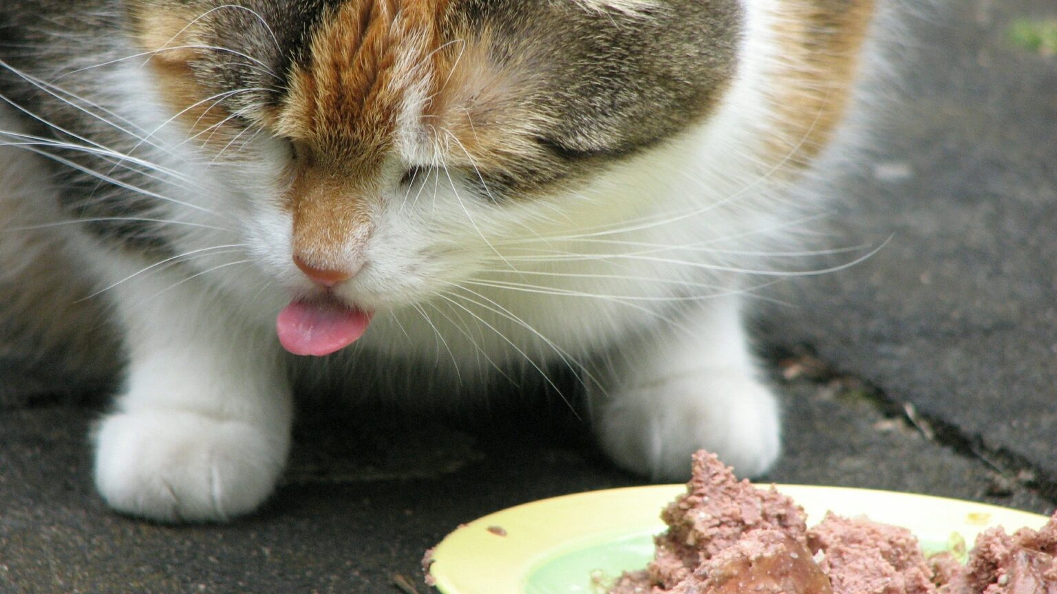 Pourquoi mon chat ne mange pas pendant 48h