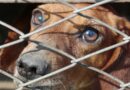 pourquoi utiliser une Cage pour chien
