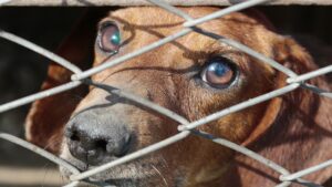 pourquoi utiliser une Cage pour chien