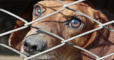 pourquoi utiliser une Cage pour chien