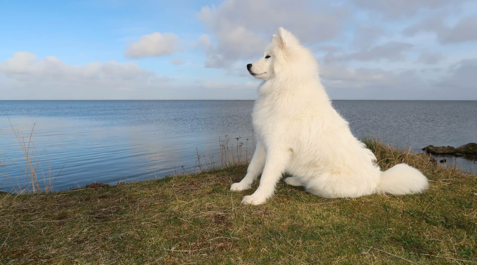 Quelles sont les races de chien au pelage blanc — free download