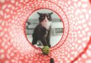 quels Accessoires pour chat achetés