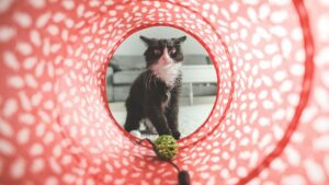 quels Accessoires pour chat achetés