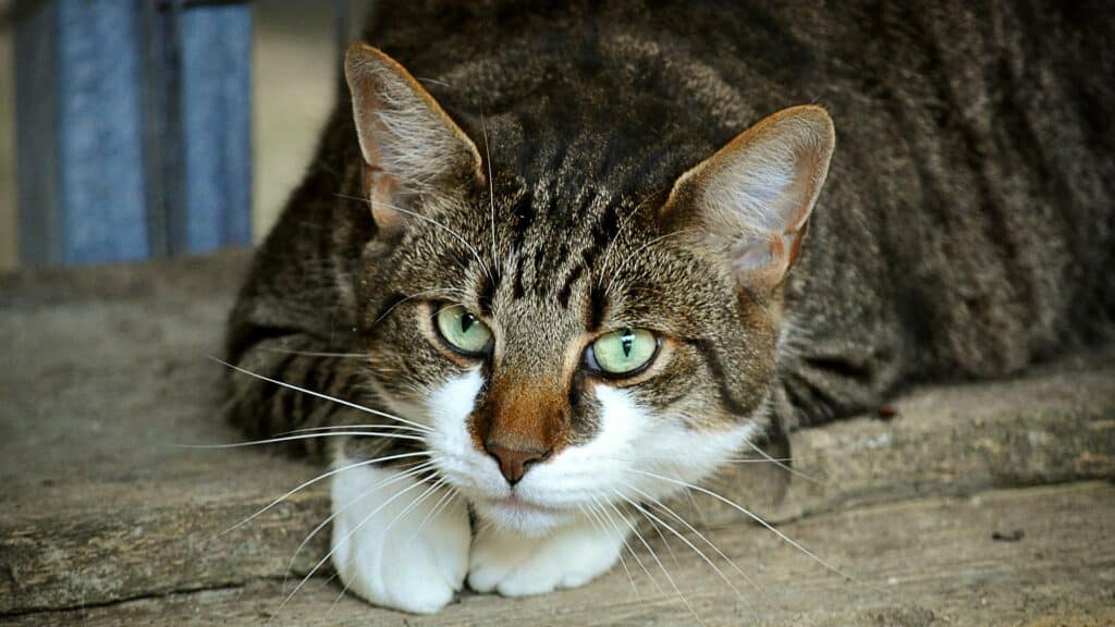 quels vaccins pour les chats