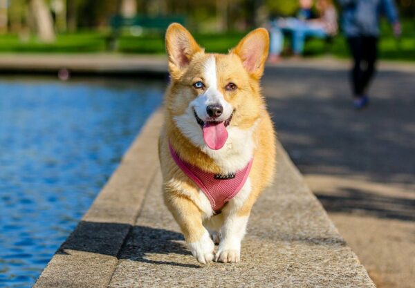 race Corgi