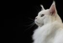 race de chat