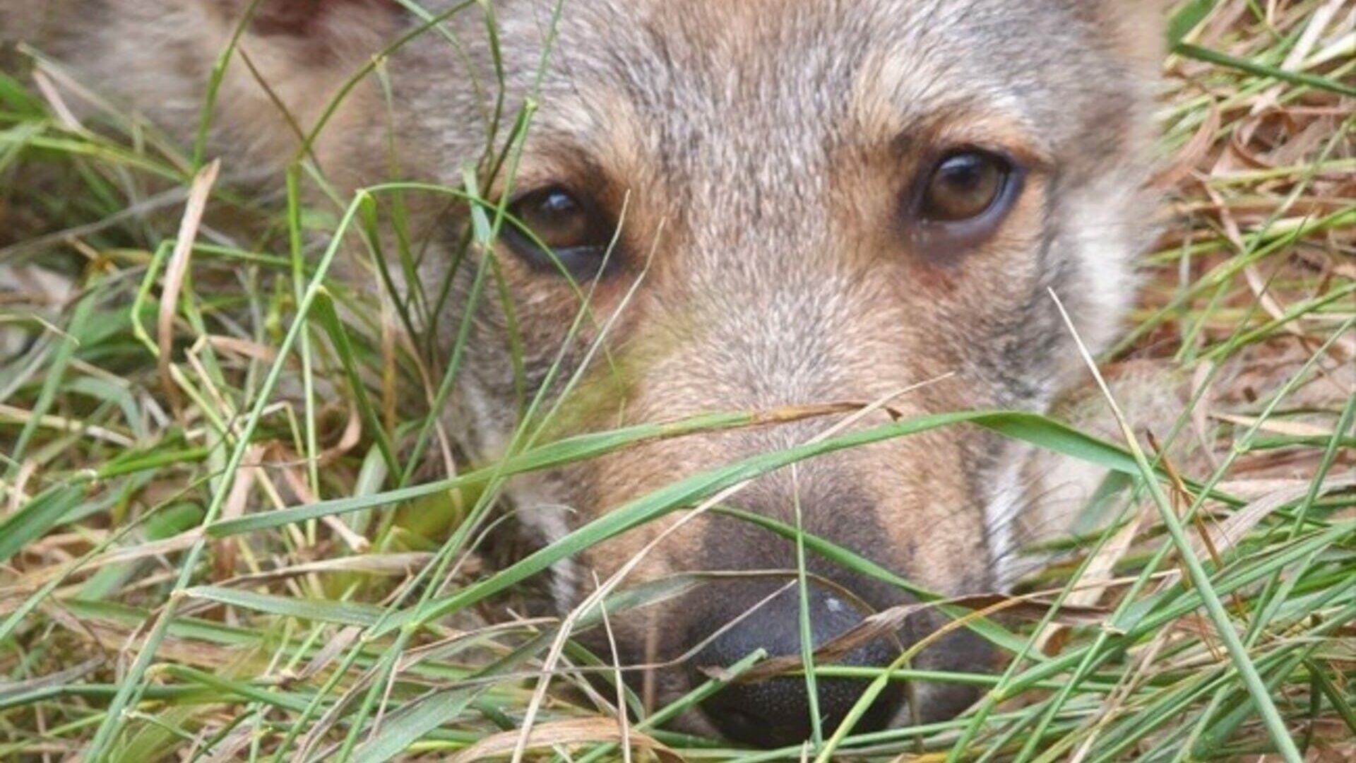 santé Chien-loup tchèque