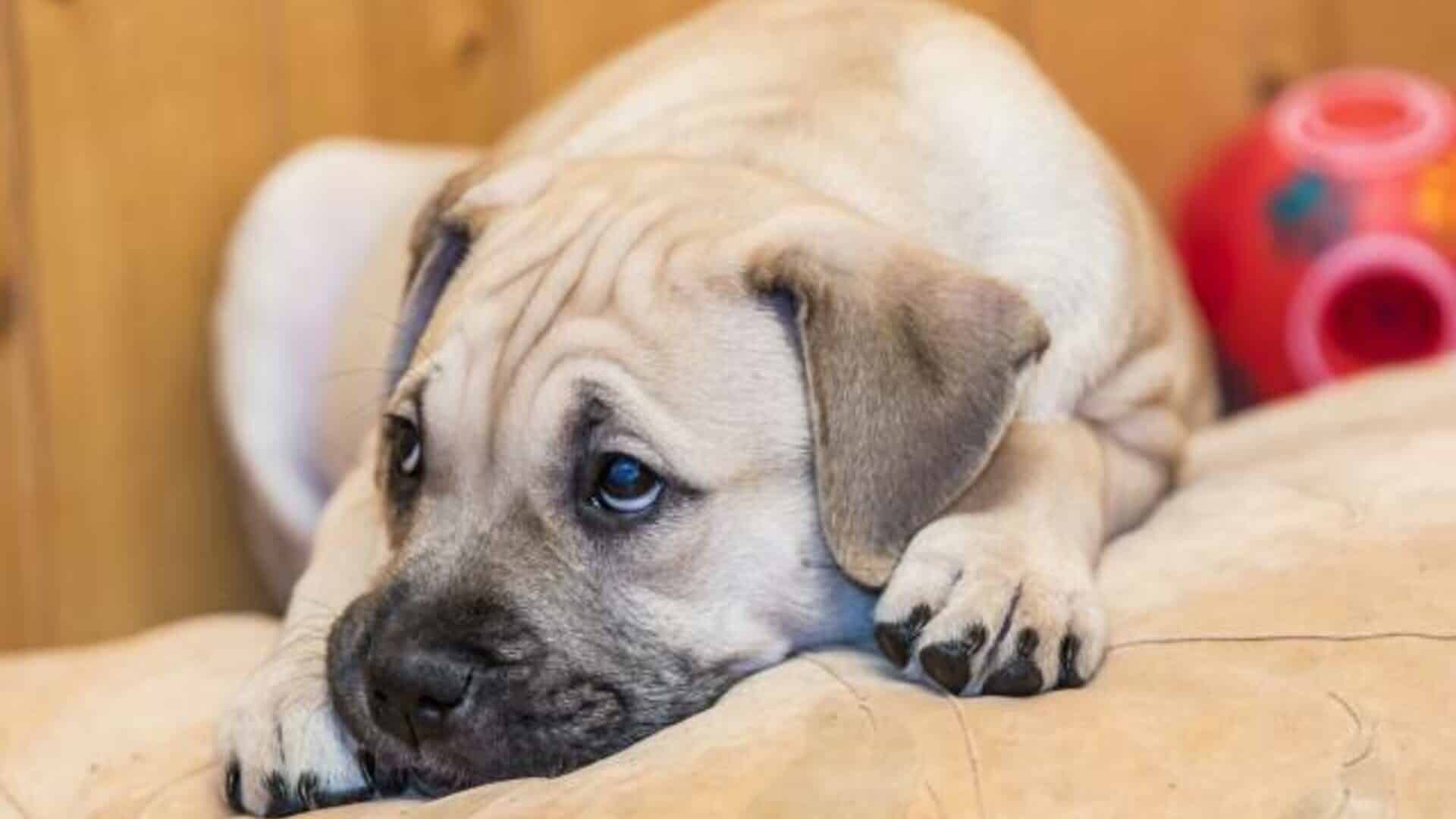 santé Dogue de Majorque