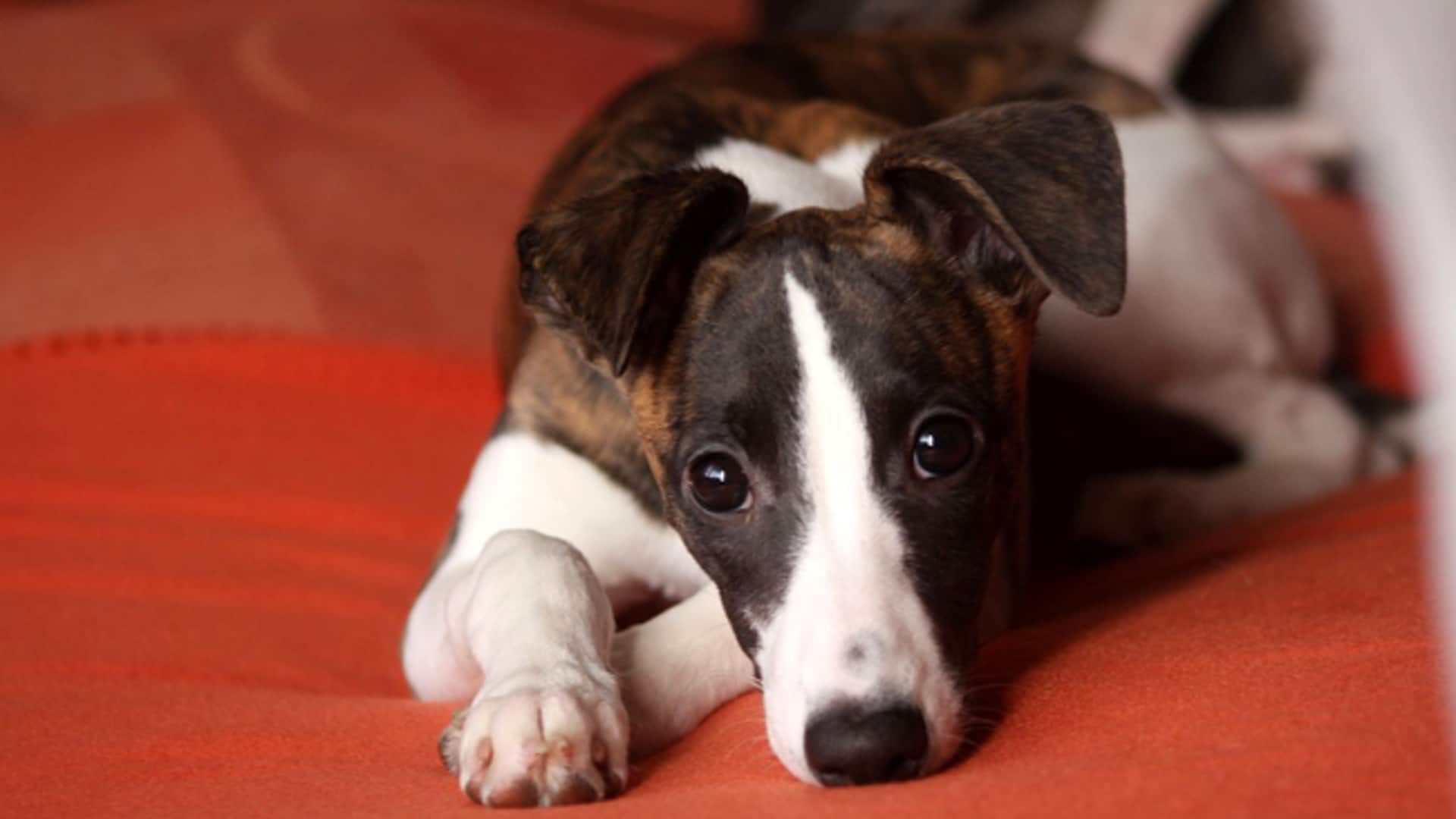 santé Whippet