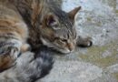 solutions Calmant pour chat