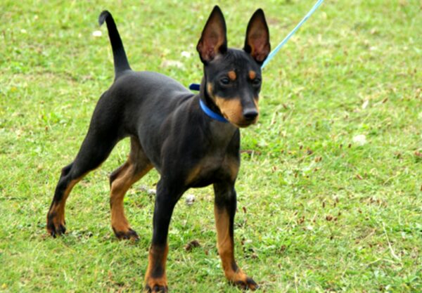 toy terrier