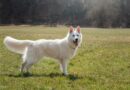 Quelles sont les races de chien au pelage blanc ?