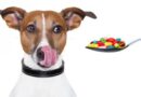 Anti inflammatoire pour chien