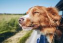 dog-in-a-car-1