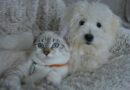Comment bien éduquer son chien et son chat