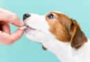 Consommation de fromage chez le chien : tout ce qu’il faut savoir